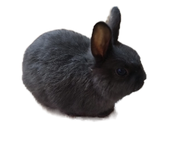 králíček Oliver